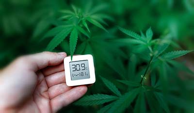 Hygrometer, thermometer used to monitor the growth and development of medicinal cannabis, marijuana.